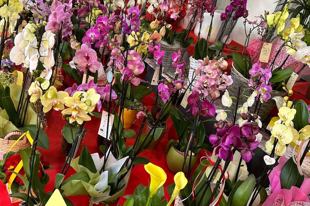 Orchidee e piante fiorite in esposizione sul banco di via Trionfale a Roma