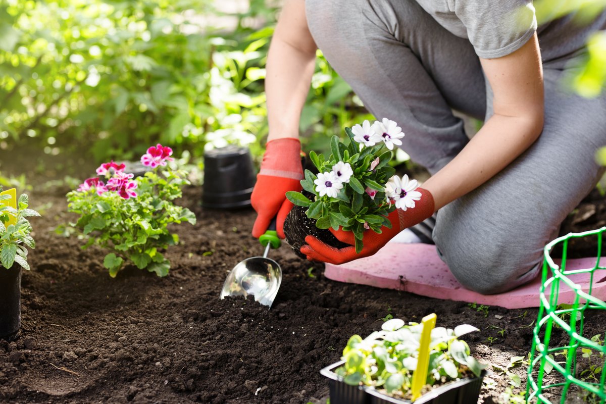 Messa a dimora di piante fiorite durante un intervento di giardinaggio